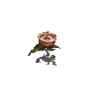 폭탄 꽃